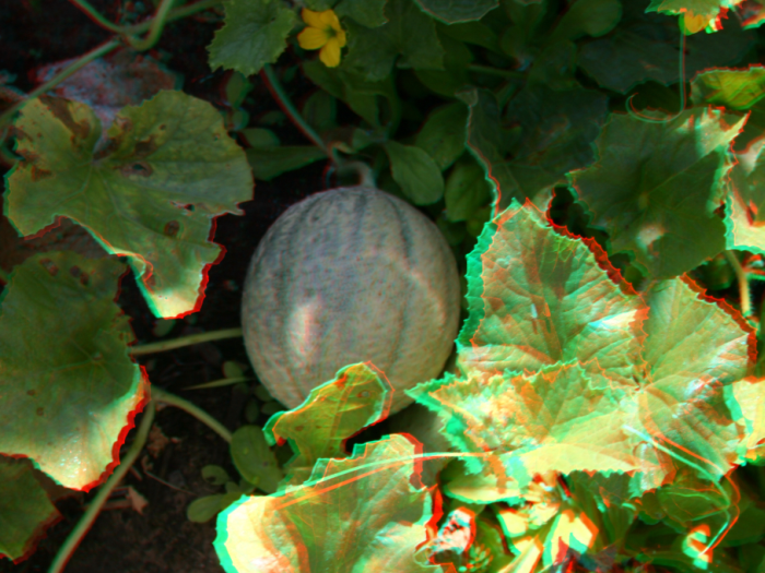 Melon Patch.png